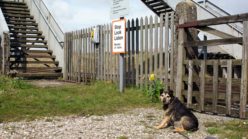 Rosie at Grisedale Crossing